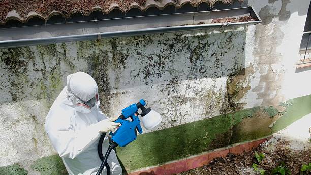 Trusted Black Mold Removal service in Bradenton Beach, FL - Cheap Mold Removal